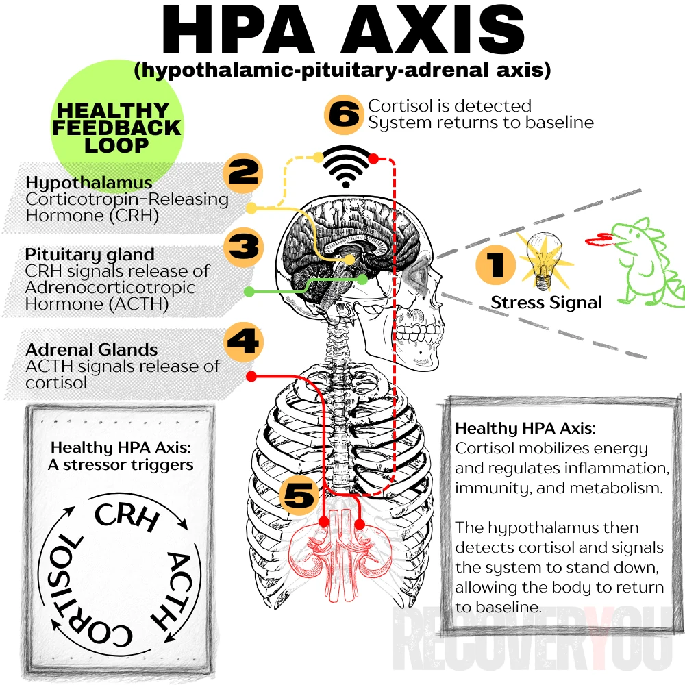 Diagram of a healthy HPA axis: a stress signal triggers CRH from the hypothalamus, ACTH from the pituitary, and cortisol from the adrenal glands. The brain detects the cortisol and the system returns to baseline.